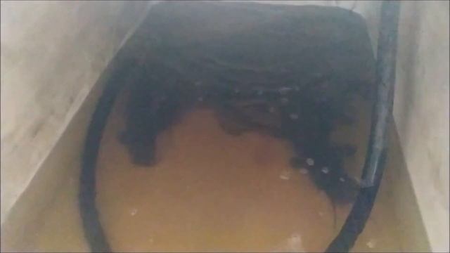 Американский сом, получение малька, инкубация икры смотреть онлайн