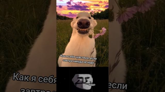 Можно поехать на дачу #trollfacememe #memes #dog #phonk