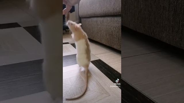 Крыса танцует.