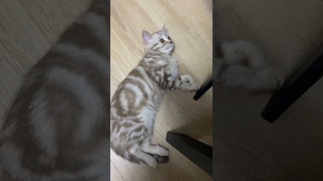 Танец живота от Симы  #animals #кошки #cat #funnyanimals #танецживота #кунгфупанда