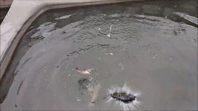 Рост годовика Ленского осетра зимой. Что да как, с цифрами! смотреть онлайн