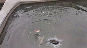 Рост годовика Ленского осетра зимой. Что да как, с цифрами!