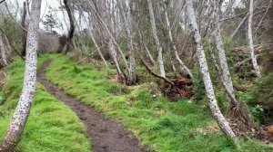 Wind Blows Gently Through The Native Bush (Nature Visualizer)