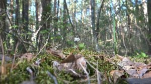 Обь-Енисейский канал заимка барона АМИНОВА