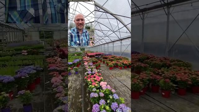 Полный ролик про гортензию УЖЕ на канале  #питомник #тимирязевский #агроном