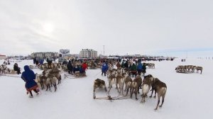 СЕВЕРНЫЕ КРАСАВЦЫ