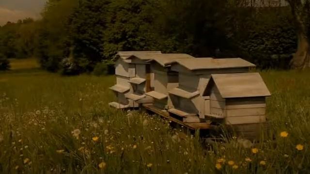Gather more to pollinate more- Опыление (360p)