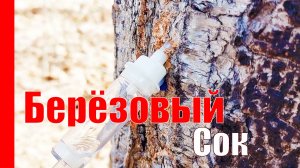 Как собрать березовый сок. Два способа. Какой лучше?