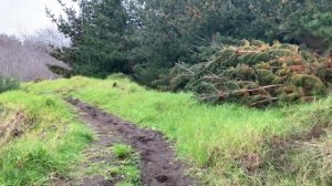 Walking The Sandy Path As It Starts To Drizzle (Nature Visualizer)