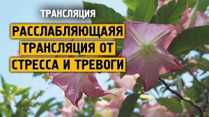 Расслабляющая трансляция #2 от стресса и тревоги  \ Музыка от стресса и тревоге \ Отдохни от города