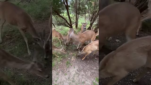 Очень жадная косуля не желающая делиться лакомством