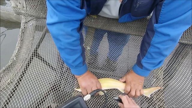 УЗИ для цветной стерляди! смотреть онлайн