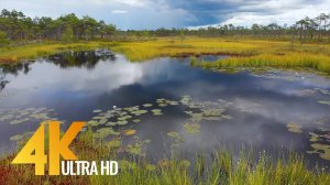 4K Aerial Footage - ESTONIAN Nature From Above - 2 HOUR Nature Relax Video + Calming Music