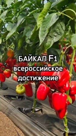 Почему этот перец один из лучших для выращивания?