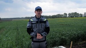 Фазы роста и развития пшеницы