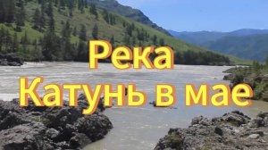 Река Катунь в мае. Горный Алтай. Бурное течение на реке Катунь весной. Природа Горного Алтая.