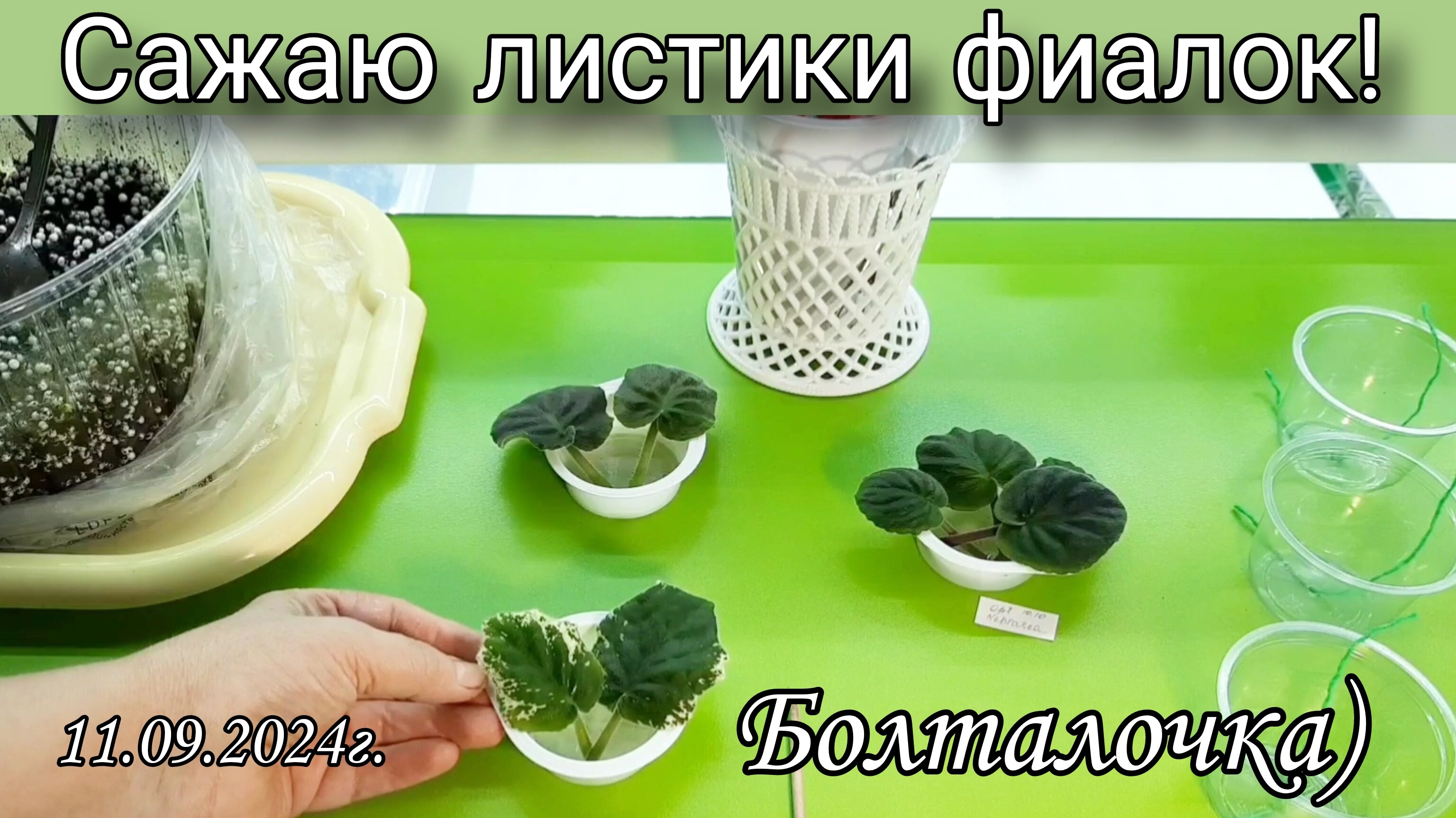 Как посадить лист фиалки? Показываю как я это делаю)