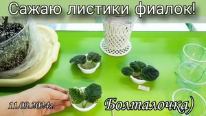 Как посадить лист фиалки? Показываю как я это делаю)
