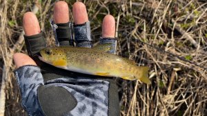 Ловля дикой форели и хариуса на лесных реках Ленинградской области