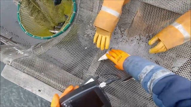 Как отобрать без УЗИ осетров в РМС? Определение пола осетров. смотреть онлайн