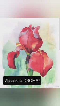 Ирисы с ОЗОНА! Что выжило?