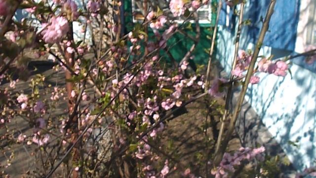 DSCN3117Пасхальная роза