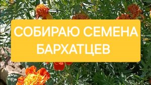 Краткая инструкция по сбору семян бархатцев
