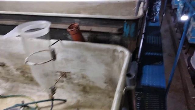 Рабочий день рыбовода. Личинка осетра и стерляди. Инкубация 2020 смотреть онлайн