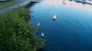 Лебединая семья-гнездо.яйца,рост потомства...