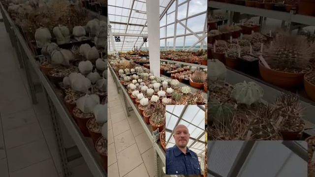 Удивительная коллекция кактусов и суккулентов #shorts #plants #nursery #cactus #питомник