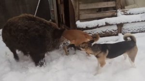 Кабан Фунтик. Весна, зима, весна. Ну и планов немножко.