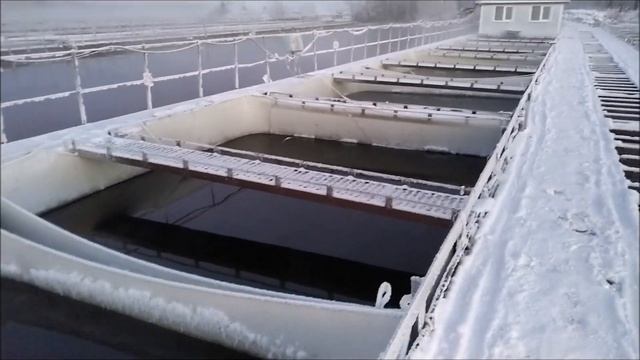 Выращивание форели на базе сбросных теплых вод электростанций. Рефтинский рыбхоз смотреть онлайн