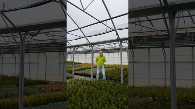 Теплица  3 в Крымском питомнике Лаванда #shorts #nursery #питомник #plants #агроном #крым #crimea