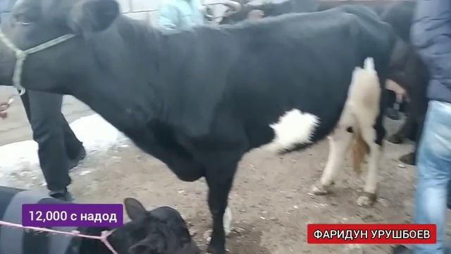Н.Деваштич дехаи молбозори Мужун нархои оча бача гово..... смотреть онлайн
