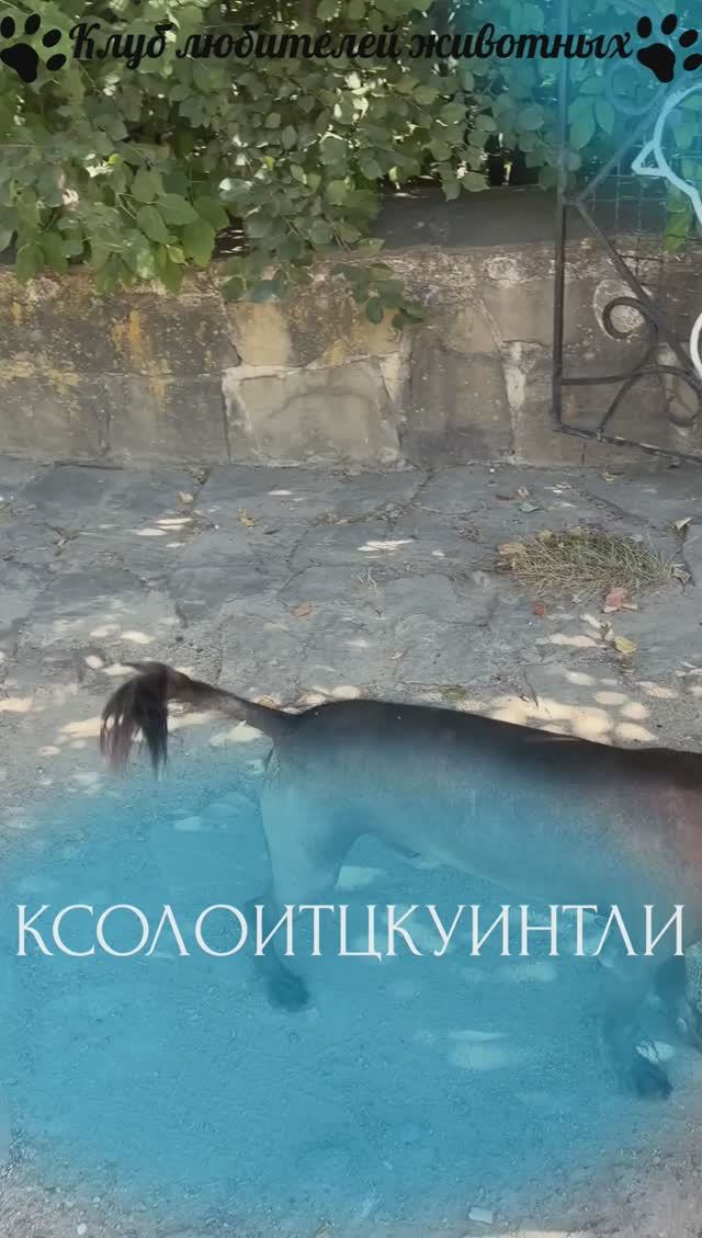 Ксолоитцкуинтли
