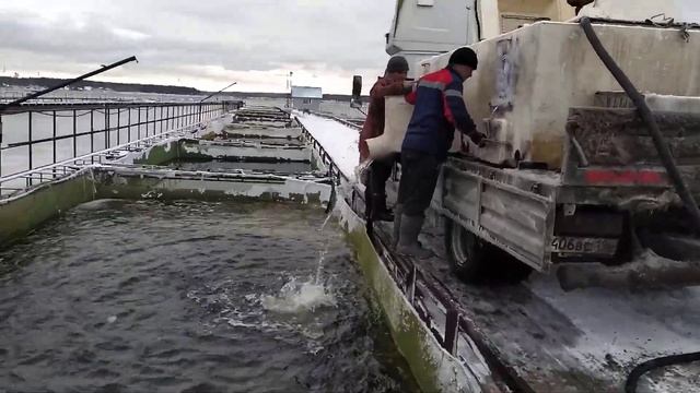 Рабочий день рыбовода. Перевозка форели с холодного участка на тёплый смотреть онлайн