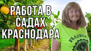 Сколько я ЗАРАБОТАЛА в садах на сборе яблок?