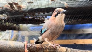 СОЙКА ЕСТ МЯСО 🥩🐥