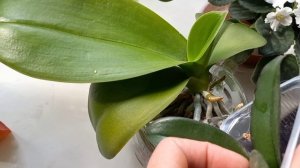 как поливать орхидеи мой опыт