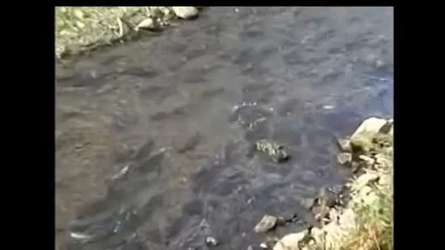Лазурная река..., Стихи Люмико, муз. и исп. #СамуилФрумович