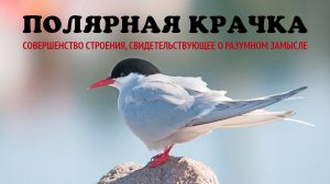 Птицы Солнца. Совершенное строение Полярной Крачки свидетельствует о Божьем замысле