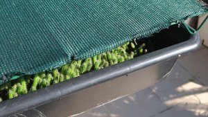 How to grow San Pedro & Peyote seedlings outdoors