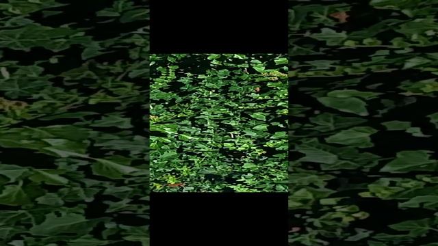 шмель