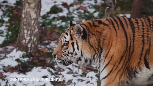 4 сезона Амурской области