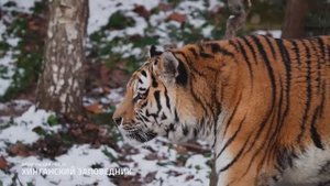 4 сезона Амурской области