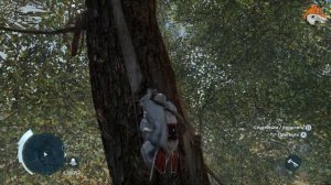 Assassin's creed 3 Залазим на точку обзора(дуб) на фронтире