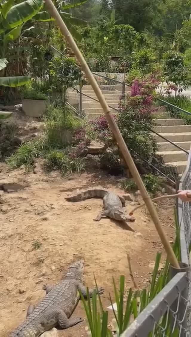 Вьетнам Май 2024г. Кормим крокодила.