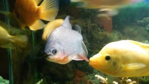 Красный паку