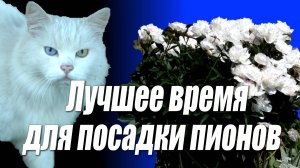 Лучшее время для посадки пионов. Сажаем пионы в октябре, ноябре, феврале и марте