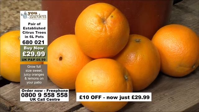 How to grow Oranges & Lemons смотреть онлайн